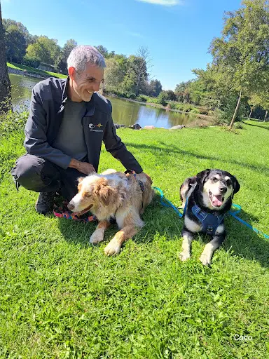 Onde Canine Education - Éducateur Comportementaliste Canin Secteur Plaine du Forez