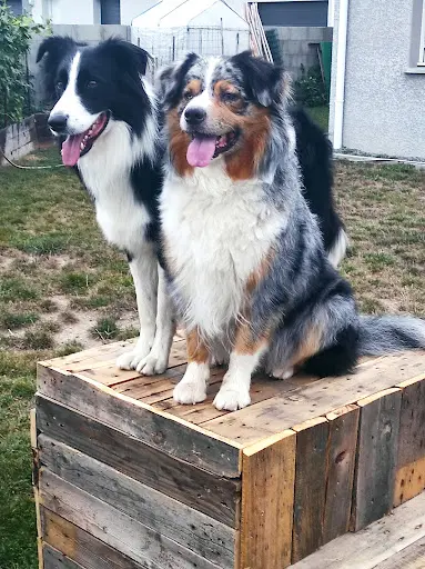 Positiv Dog Coaching - Éducateur Comportementaliste Canin, Dresseur Pour Chien À Proximité de Saint-étienne