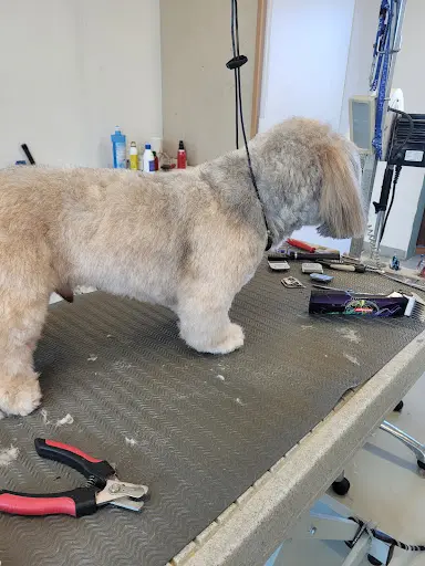 Beauté Canine Toilettage 20 Années