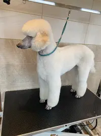 Essentiel Dog