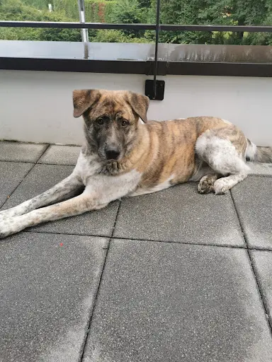 Françoise Bloch - Comprenez Votre Chien - Éducatrice et Comportementaliste Canin Geneve - Educateur Saint-julien-en-genevois