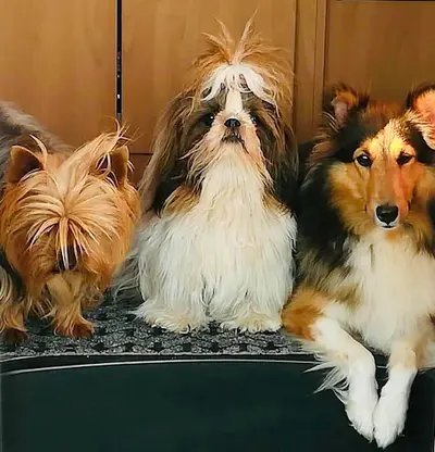 Toilettage Canin - Beauté Service
