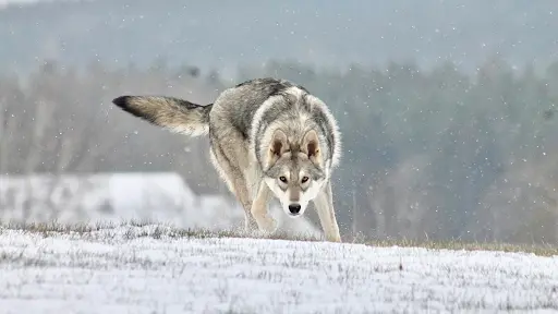 Khalibisnya Maginwulf