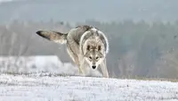 Khalibisnya Maginwulf