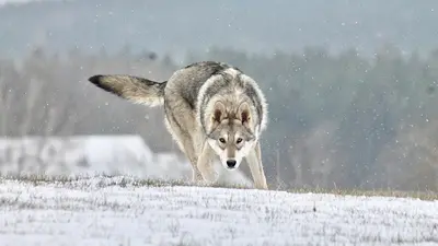 Khalibisnya Maginwulf