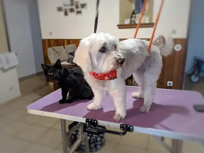 La Pat Mobil