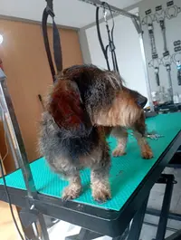 So Happy Dog