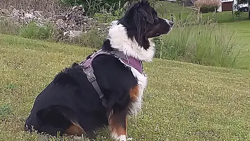 Au Coeur du Chien