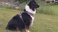 Au Coeur du Chien