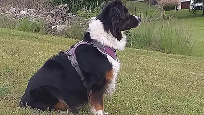 Au Coeur du Chien