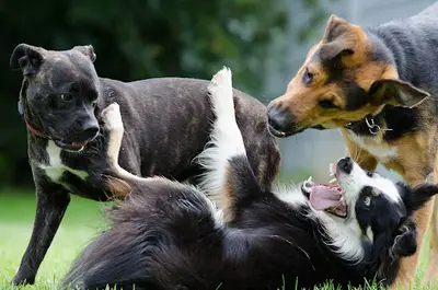 Ecole du Chien 38 - Educateur Canin Comportementaliste