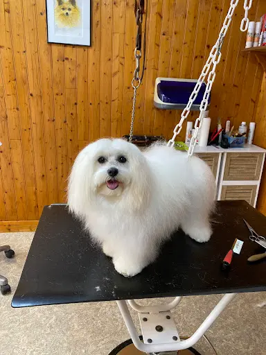 Dog S Toilettage