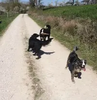 Une Nounou Pour Mon Chien