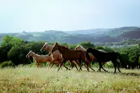 Csg Western