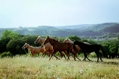 Csg Western