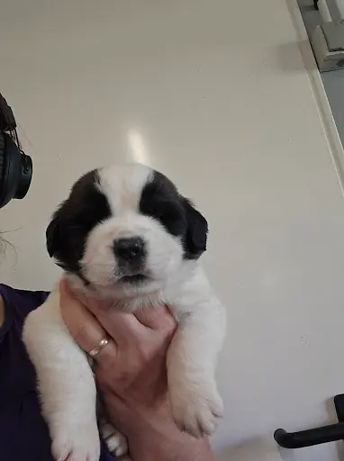 De l'Ange aux Papillons : Élevage et Vente de Chiots Spitz Allemand , Saint Bernard et Beauceron