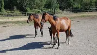 Haras Chevaux Drôme - Ld Equi-services