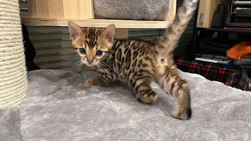 Chatterie d'Alderaan - Bengal / Ragdoll