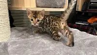 Chatterie d'Alderaan - Bengal / Ragdoll