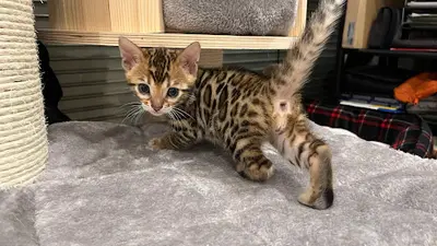 Chatterie d'Alderaan - Bengal / Ragdoll