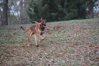 l'École des Pattounes | Éducateur Canin