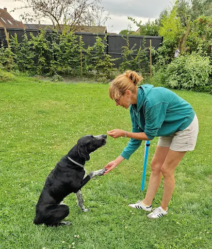 La Wouf Compagnie- Mélanie Verhaeghe- Education du Chien de Famille