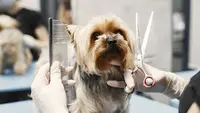 Toiletteur À St Pol, Hesdin, Fruges - Chez Cath Pattes - Toilettage Pour Chien - À Domicile