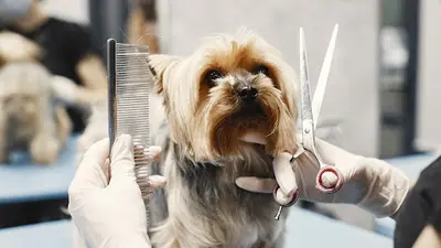 Toiletteur À St Pol, Hesdin, Fruges - Chez Cath Pattes - Toilettage Pour Chien - À Domicile