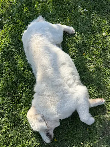 Un Amour de Chien