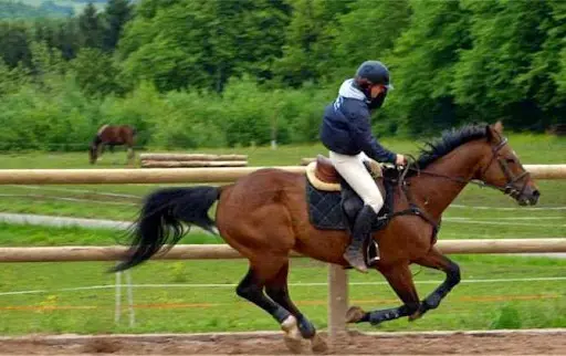 Relais Equestre de la Montnoirotte