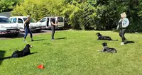 Educateur Canin Respectdogs le Neubourg