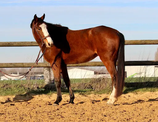 Les Écuries d'Hélanie/ Élevage de Chevaux et Poneys de Sport
