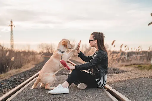 Connexion Chien & Co