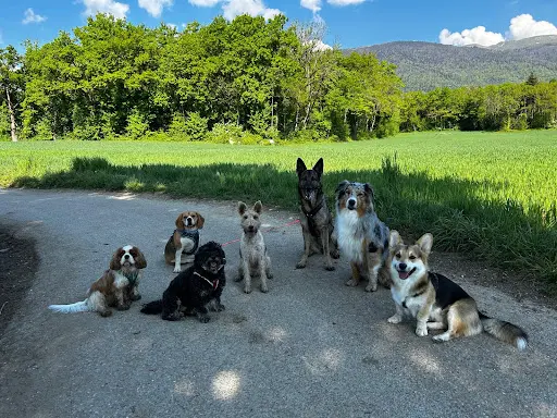 Woof Happiness