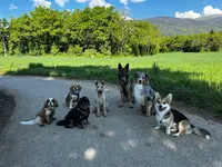 Woof Happiness