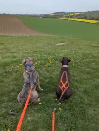 De Lor en Pattes - Educateur Canin Fismes