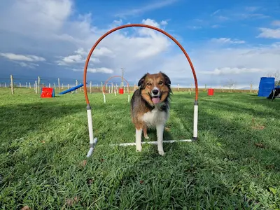Audrey Budant - Educateur Canin