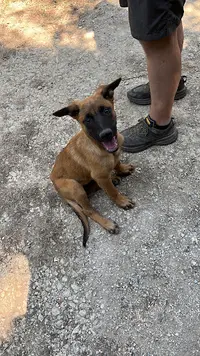 Au Service de Vos Animaux