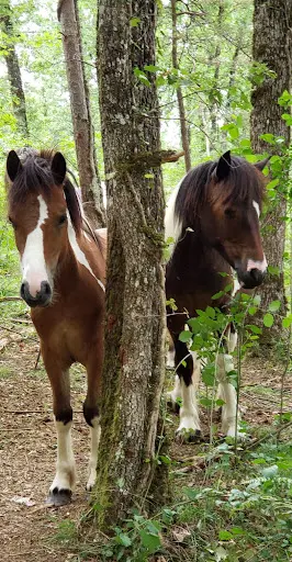 Comme les Chevaux d'Ans ...