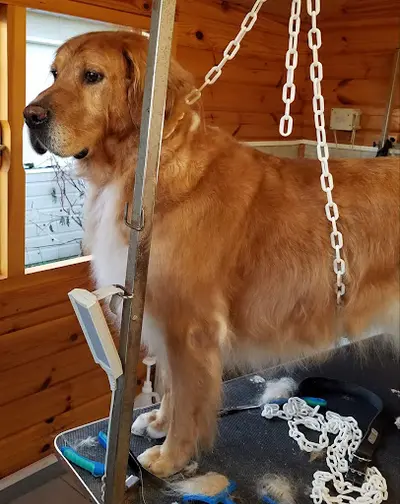 Au Cabot In Toiletteur Canin et Félin