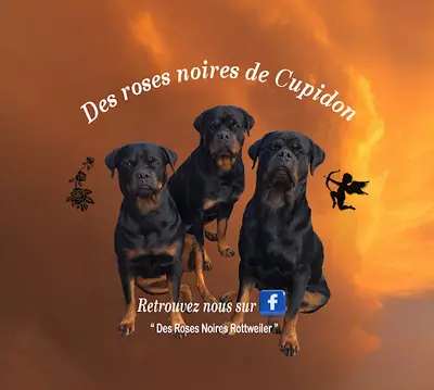 Des Roses Noires de Cupidon - Elevage de Rottweiler