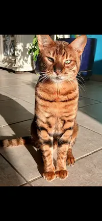 Majestic Toygers
