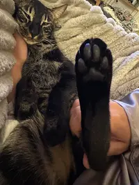Elevage Bengal Chatterie Sua Siam