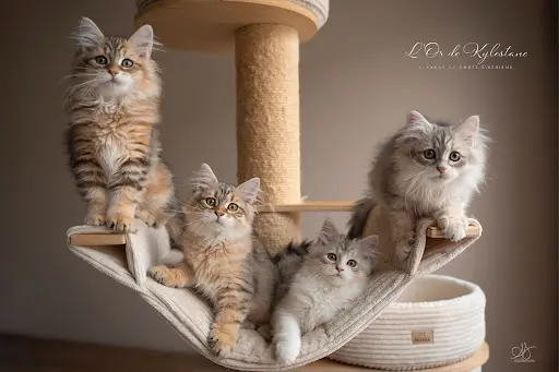 l'Or de Kylestane Élevage de Chats Siberiens