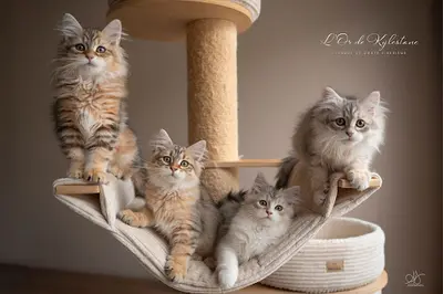l'Or de Kylestane Élevage de Chats Siberiens