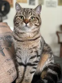 Le Clos Cigalière - British Shorthair & Scottish Fold