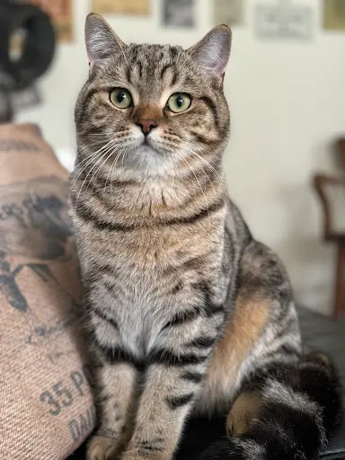 Le Clos Cigalière - British Shorthair & Scottish Fold
