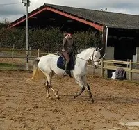 Haras des l'- Equitation