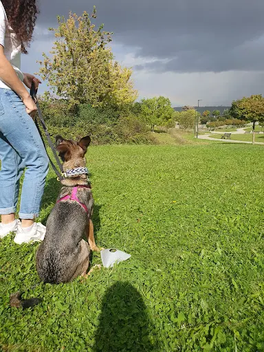 Respectdogs Toulouse Educateur & Comportementaliste Canin