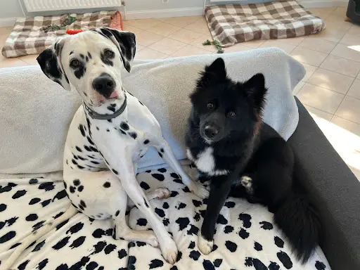 Le Monde de Naïa - Garderie / Pension Canine Familiale